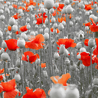 Buy canvas prints of  POPPIES AND PODS by Anthony Kellaway
