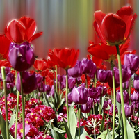 Buy canvas prints of  TULIPS  by Anthony Kellaway