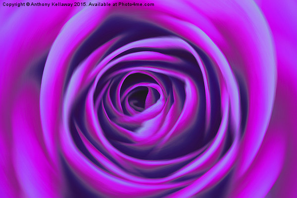  LILAC ROSE Picture Board by Anthony Kellaway