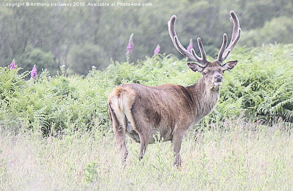 RED DEER STAG  Picture Board by Anthony Kellaway