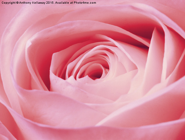  PINK ROSE Picture Board by Anthony Kellaway