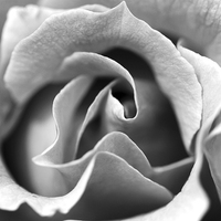 Buy canvas prints of  ROSE MACRO BLACK AND WHITE by Anthony Kellaway