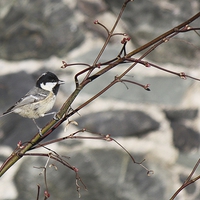 Buy canvas prints of  COAL TIT by Anthony Kellaway
