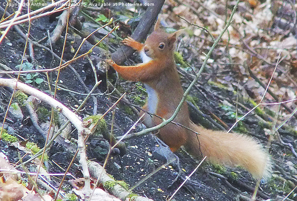  RED SQUIRREL Picture Board by Anthony Kellaway