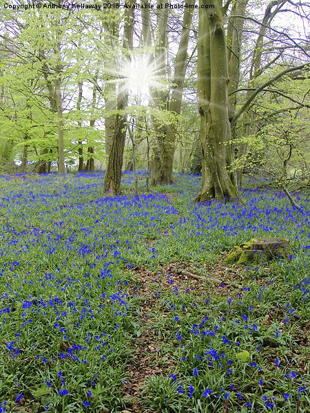  BLUEBELL WOOD Picture Board by Anthony Kellaway
