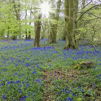 Buy canvas prints of  BLUEBELL WOOD by Anthony Kellaway
