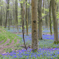 Buy canvas prints of  BLUEBELL PATH by Anthony Kellaway