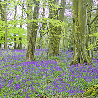 Buy canvas prints of  BLUEBELLS IN MICHELDEVER WOOD by Anthony Kellaway