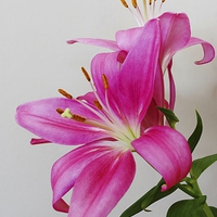 Buy canvas prints of  LILLIES by Anthony Kellaway
