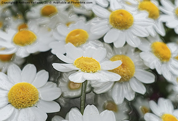 DAISIES. FEVERFEW Picture Board by Anthony Kellaway