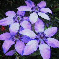 Buy canvas prints of  CLEMATIS by Anthony Kellaway