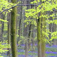 Buy canvas prints of BLUEBELLS by Anthony Kellaway