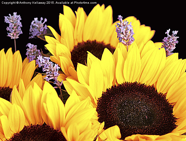  SUNFLOWERS Picture Board by Anthony Kellaway