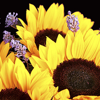 Buy canvas prints of  SUNFLOWERS by Anthony Kellaway