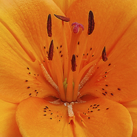 Buy canvas prints of ORANGE LILY by Anthony Kellaway