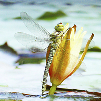Buy canvas prints of  DRAGONFLY by Anthony Kellaway