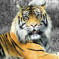 Buy canvas prints of TIGER by Anthony Kellaway
