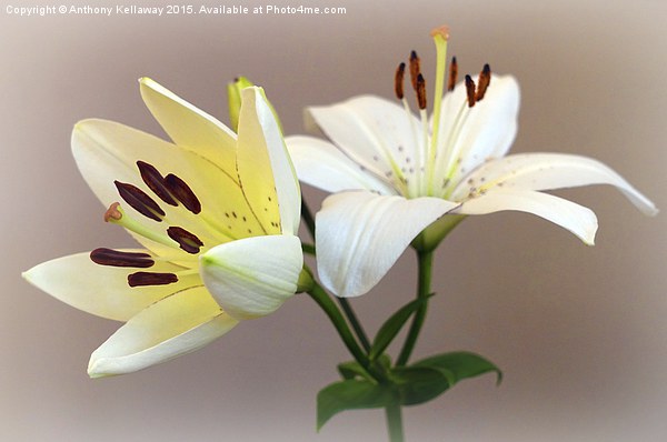  LILIES Picture Board by Anthony Kellaway