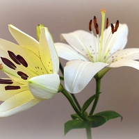 Buy canvas prints of  LILIES by Anthony Kellaway