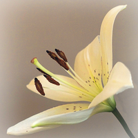 Buy canvas prints of  LILY by Anthony Kellaway