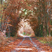 Buy canvas prints of  AUTUMN COLOURS by Anthony Kellaway