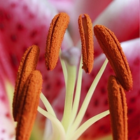 Buy canvas prints of  LILY STAMENS by Anthony Kellaway