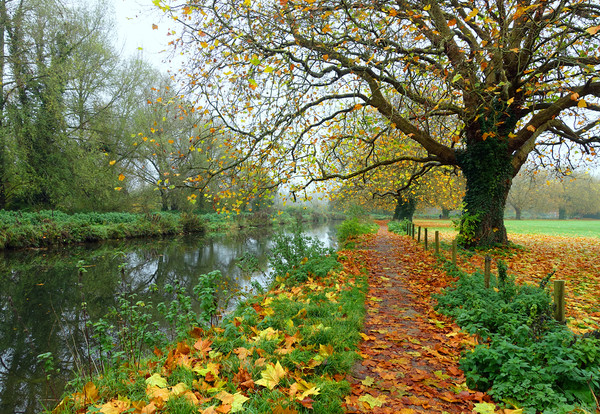     ITCHEN NAVIGATION IN AUTUMN                    Picture Board by Anthony Kellaway