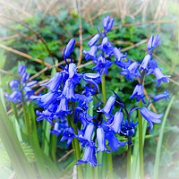 Buy canvas prints of                         BLUEBELLS        by Anthony Kellaway