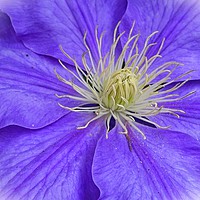 Buy canvas prints of                CLEMATIS                 by Anthony Kellaway