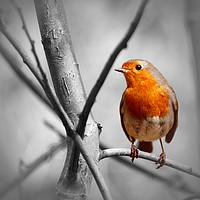 Buy canvas prints of ROBIN by Anthony Kellaway