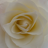 Buy canvas prints of    WHITE ROSE                             by Anthony Kellaway