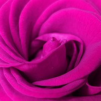Buy canvas prints of       Lilac rose                          by Anthony Kellaway