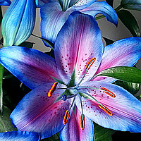 Buy canvas prints of Lilies by Anthony Kellaway