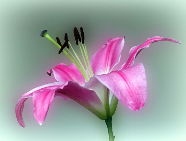            PINK  LILY                   Picture Board by Anthony Kellaway