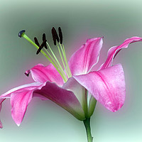 Buy canvas prints of            PINK  LILY                   by Anthony Kellaway