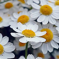 Buy canvas prints of          Daisies                       by Anthony Kellaway