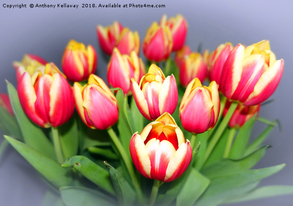    TULIPS               Picture Board by Anthony Kellaway