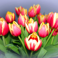 Buy canvas prints of    TULIPS               by Anthony Kellaway