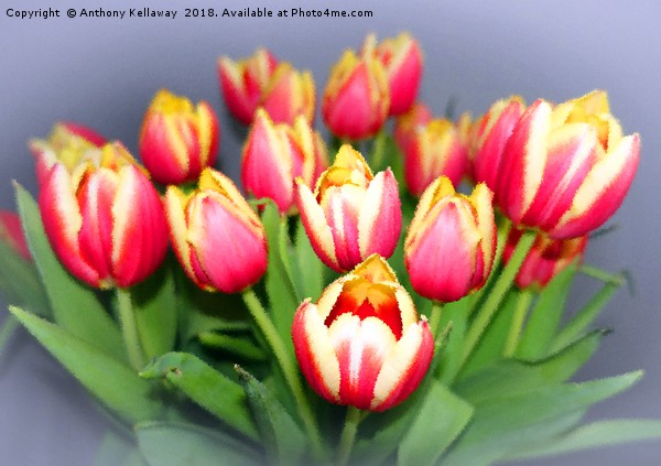  Spring Tulips                  Picture Board by Anthony Kellaway