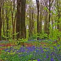 Buy canvas prints of      Bluebells                           by Anthony Kellaway