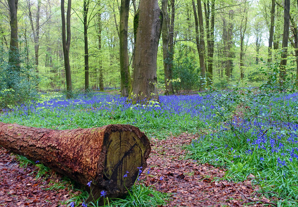   BLUEBELL WOOD                              Picture Board by Anthony Kellaway