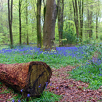 Buy canvas prints of   BLUEBELL WOOD                              by Anthony Kellaway