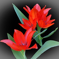 Buy canvas prints of     Tulips                            by Anthony Kellaway
