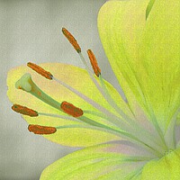 Buy canvas prints of    Yellow Lily                             by Anthony Kellaway