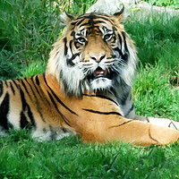 Buy canvas prints of Sumatran Tiger by Anthony Kellaway