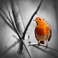 Buy canvas prints of Robin in a tree by Anthony Kellaway