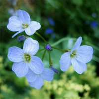 Buy canvas prints of Scottish Wildflower Small by Jo Smith