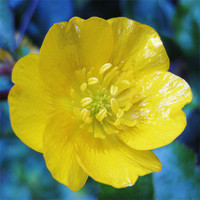 Buy canvas prints of Scottish wildflower - Buttercup by Jo Smith