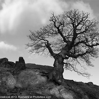 Buy canvas prints of Lone tree on rocky outcrop by Simon Alesbrook