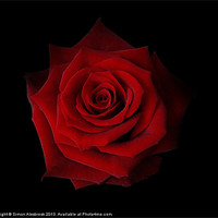 Buy canvas prints of Red Rose by Simon Alesbrook